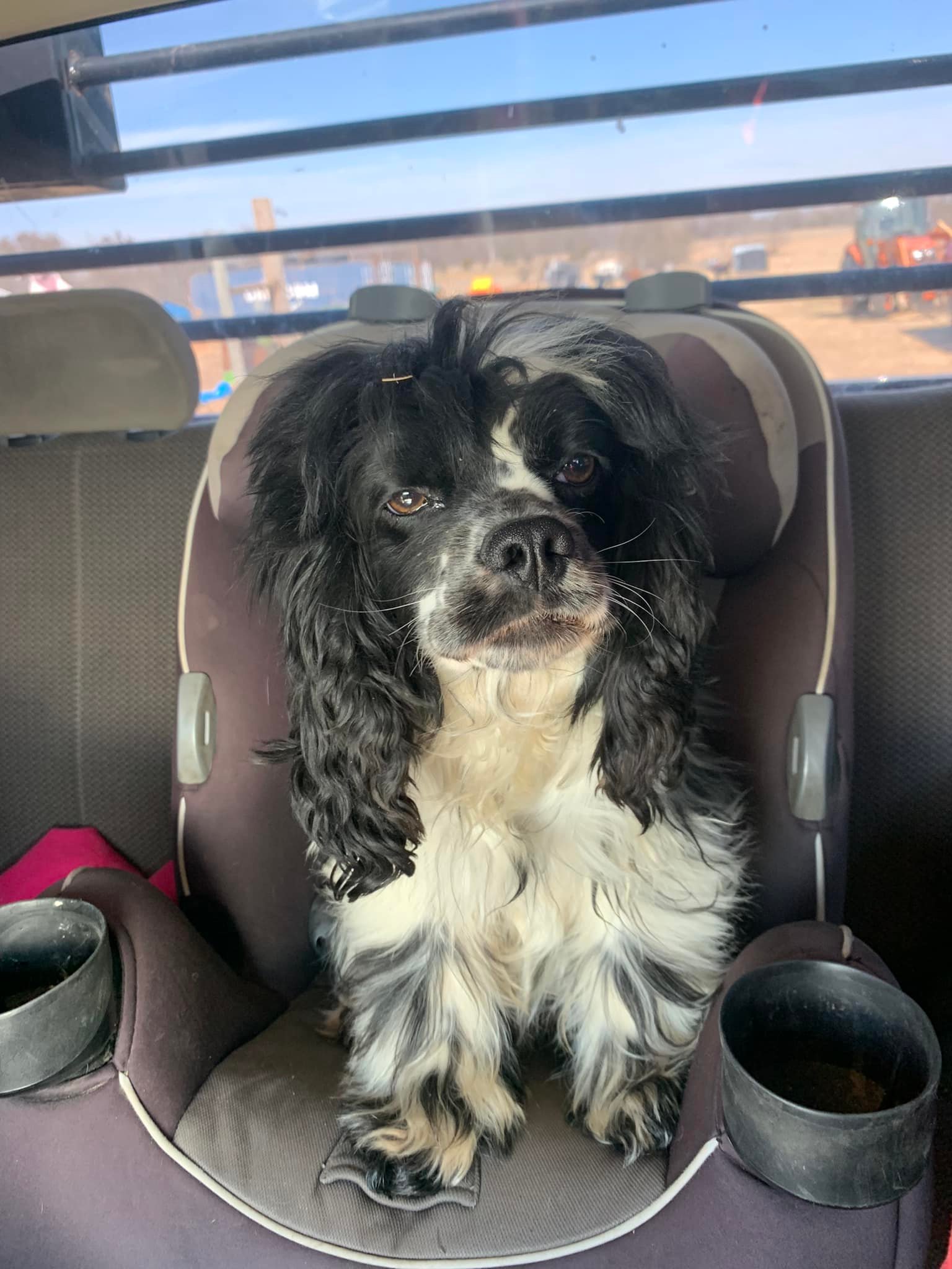 Cocker Spaniels & Maxi Cockapoos of Southeast Oklahoma