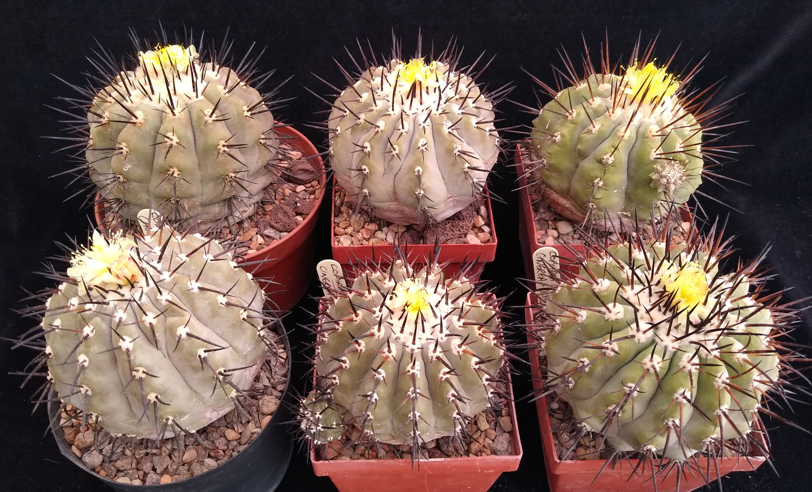 Copiapoa cinerea and its forms in collection