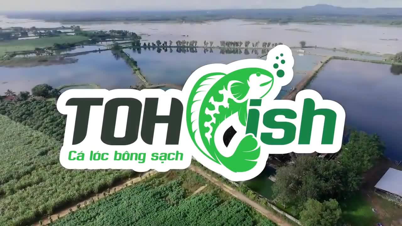 TOH fish - CÁ LÓC BÔNG SẠCH | Ho Chi Minh City