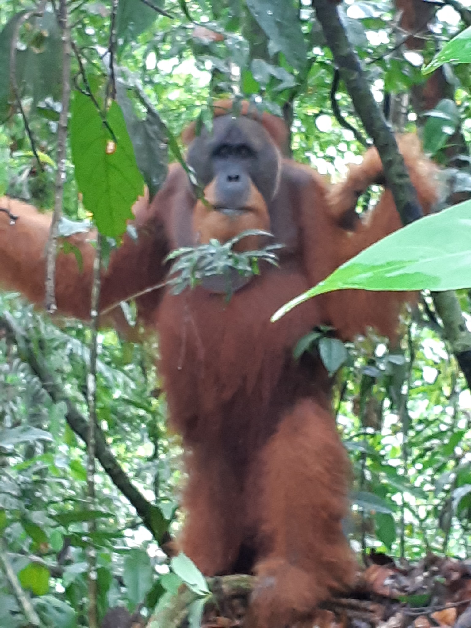 Bukit Lawang - 7 days trekking Bukit lawang to Kutacane...