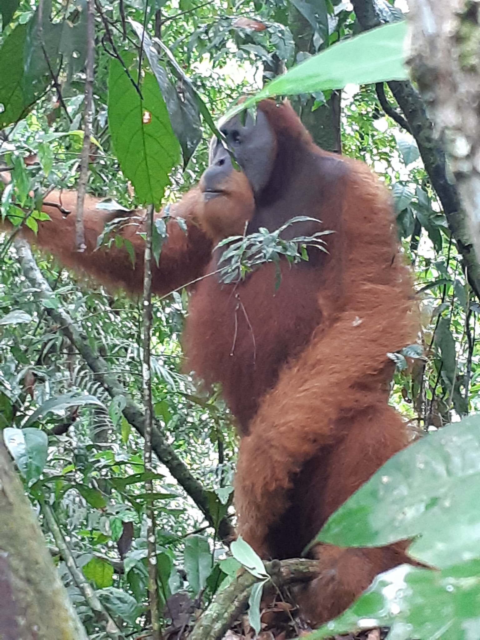 Bukit Lawang - 7 days trekking Bukit lawang to Kutacane...