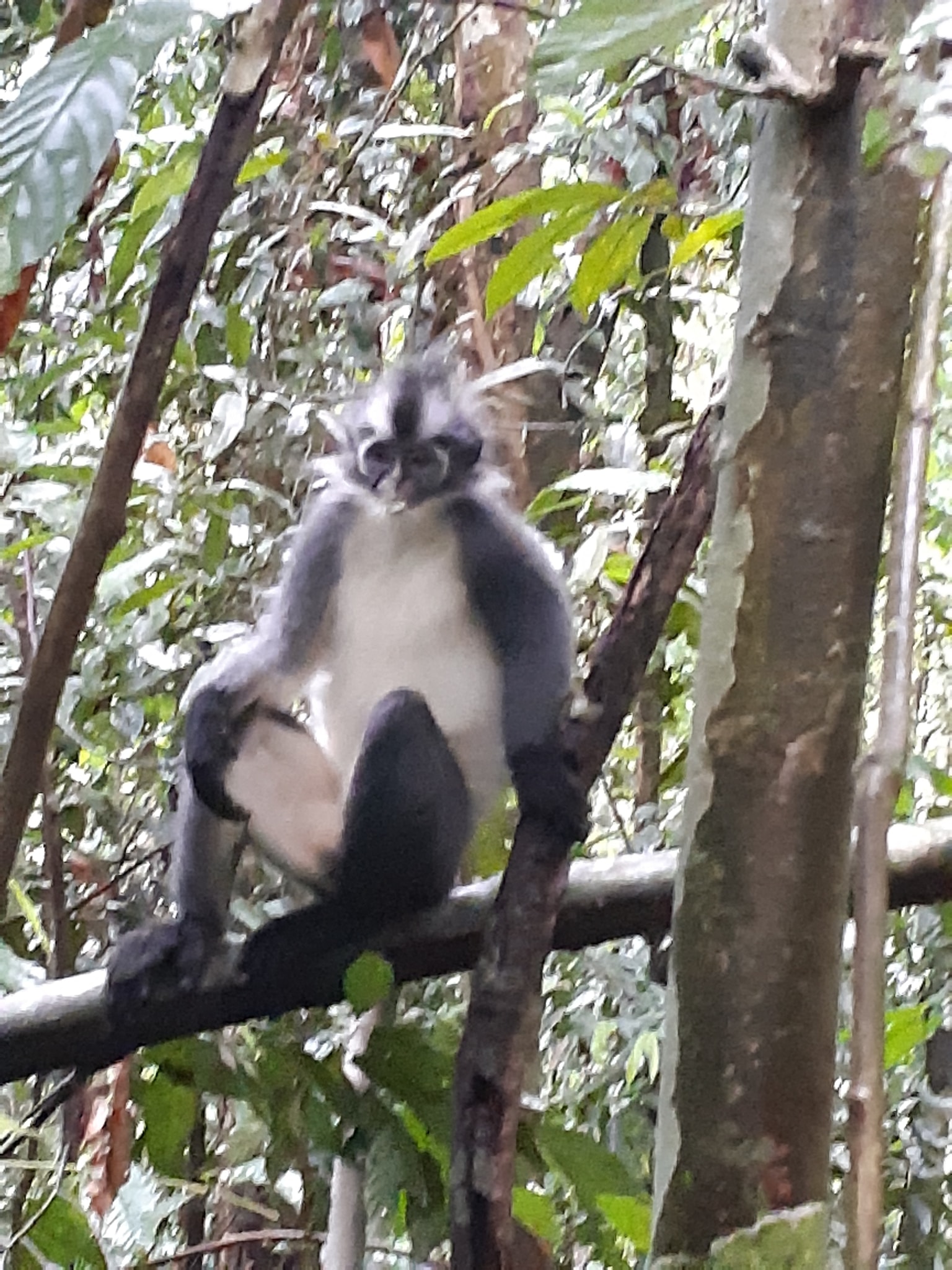 Bukit Lawang - 7 days trekking Bukit lawang to Kutacane...