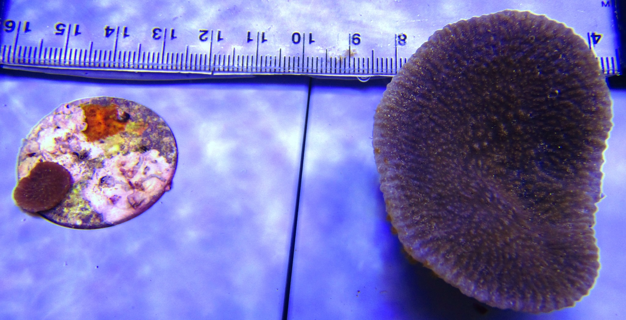 Did you know... - Australian Institute of Marine Science