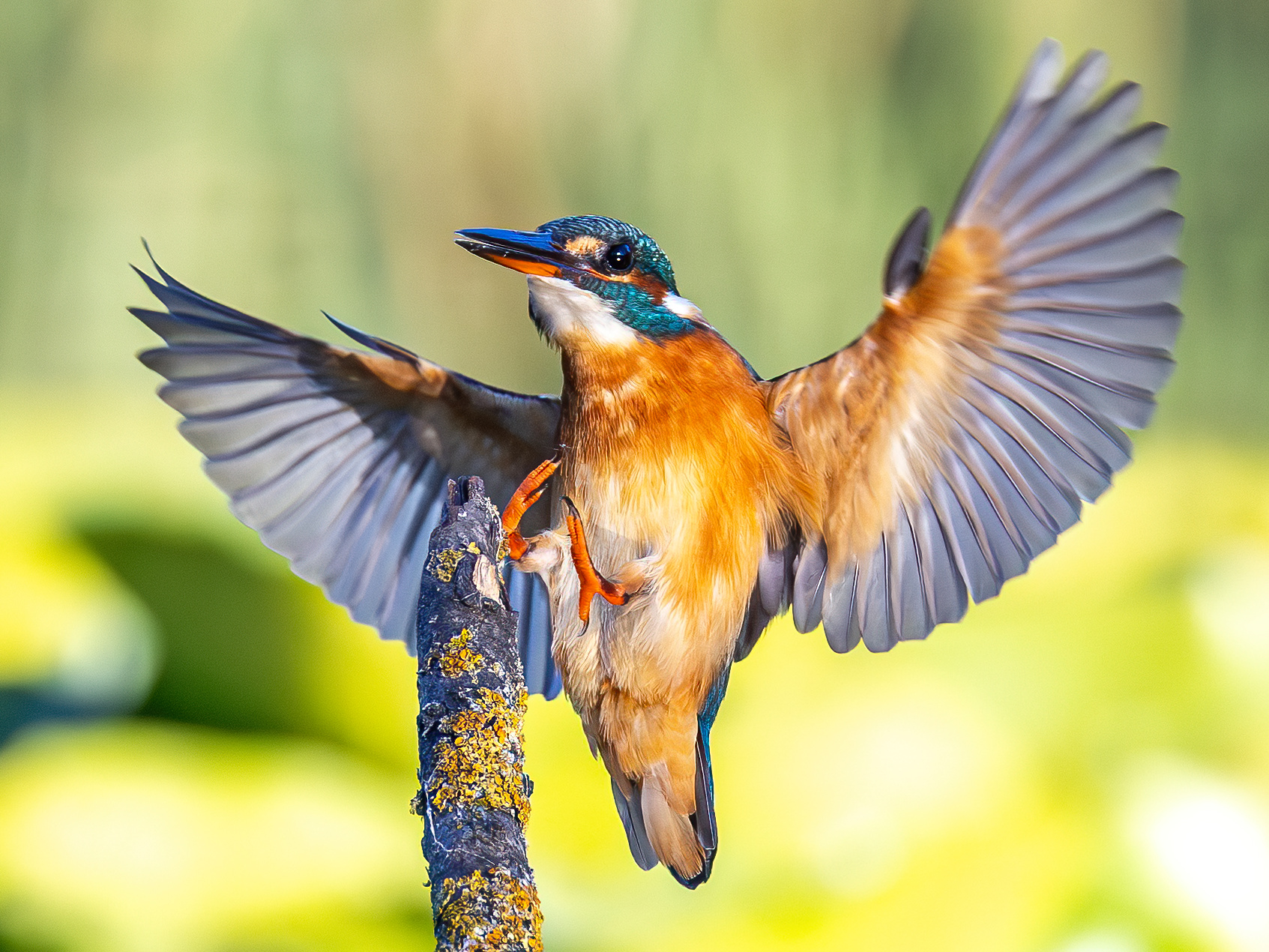 Common Kingfisher in flight, captured with Canon R6 Mark II and RF