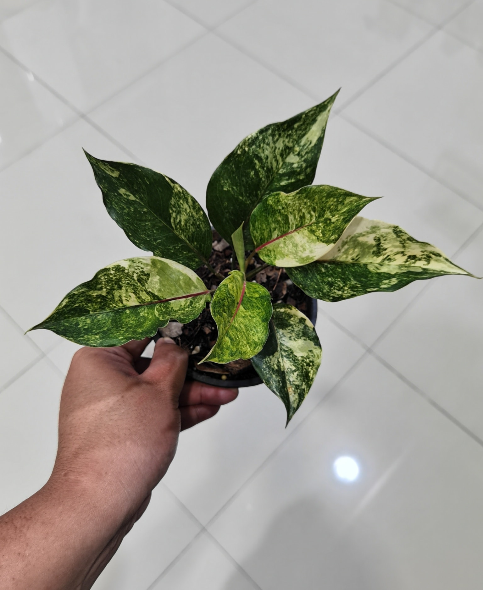 Aglaonema Khan Mak Chao Wang with good variegation. Price: 18,000