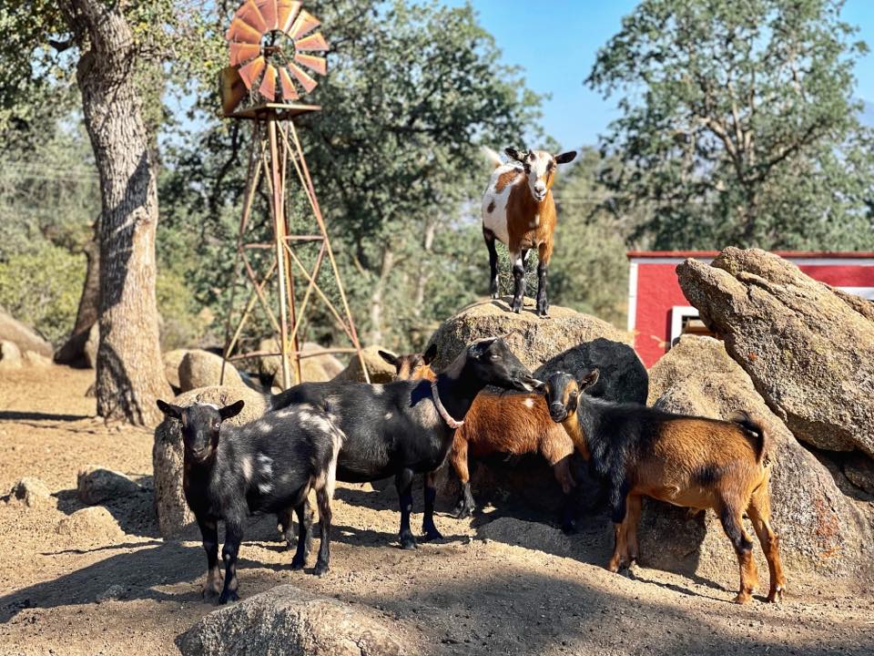 Kelley Family Ranch | Caliente CA
