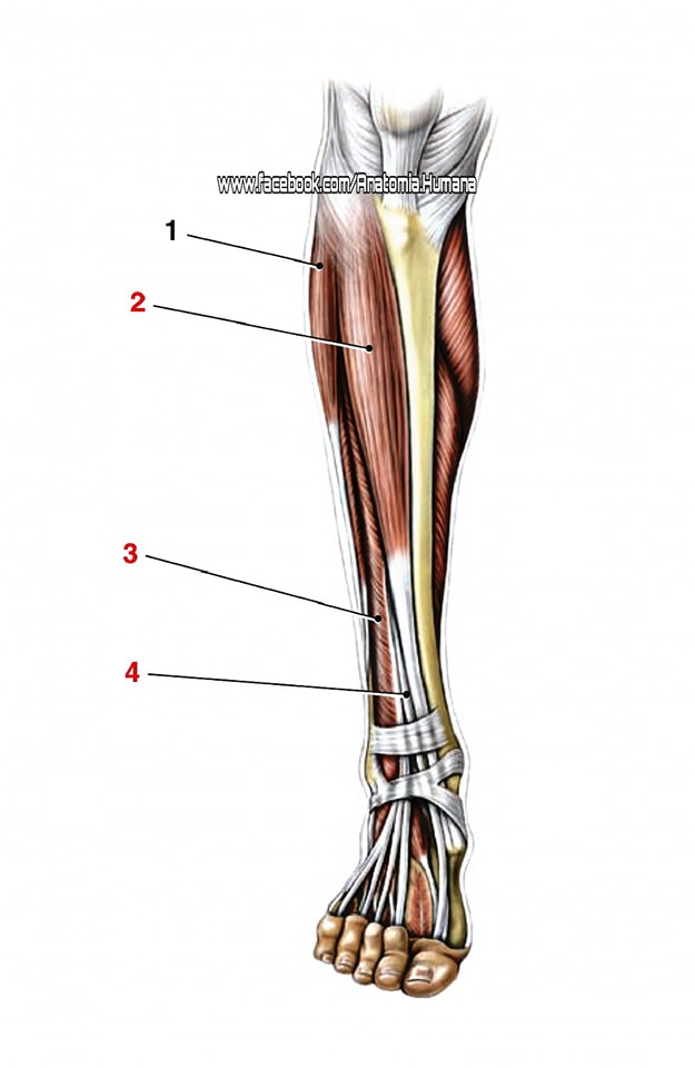 Anatomia Humana - MUSCLES OF THE ANTERIOR LEG 1. fibularis longus 2 ...