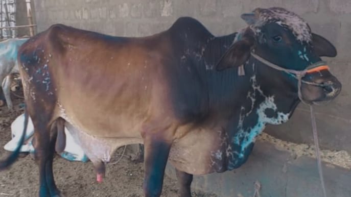 Sheraz cattle farm