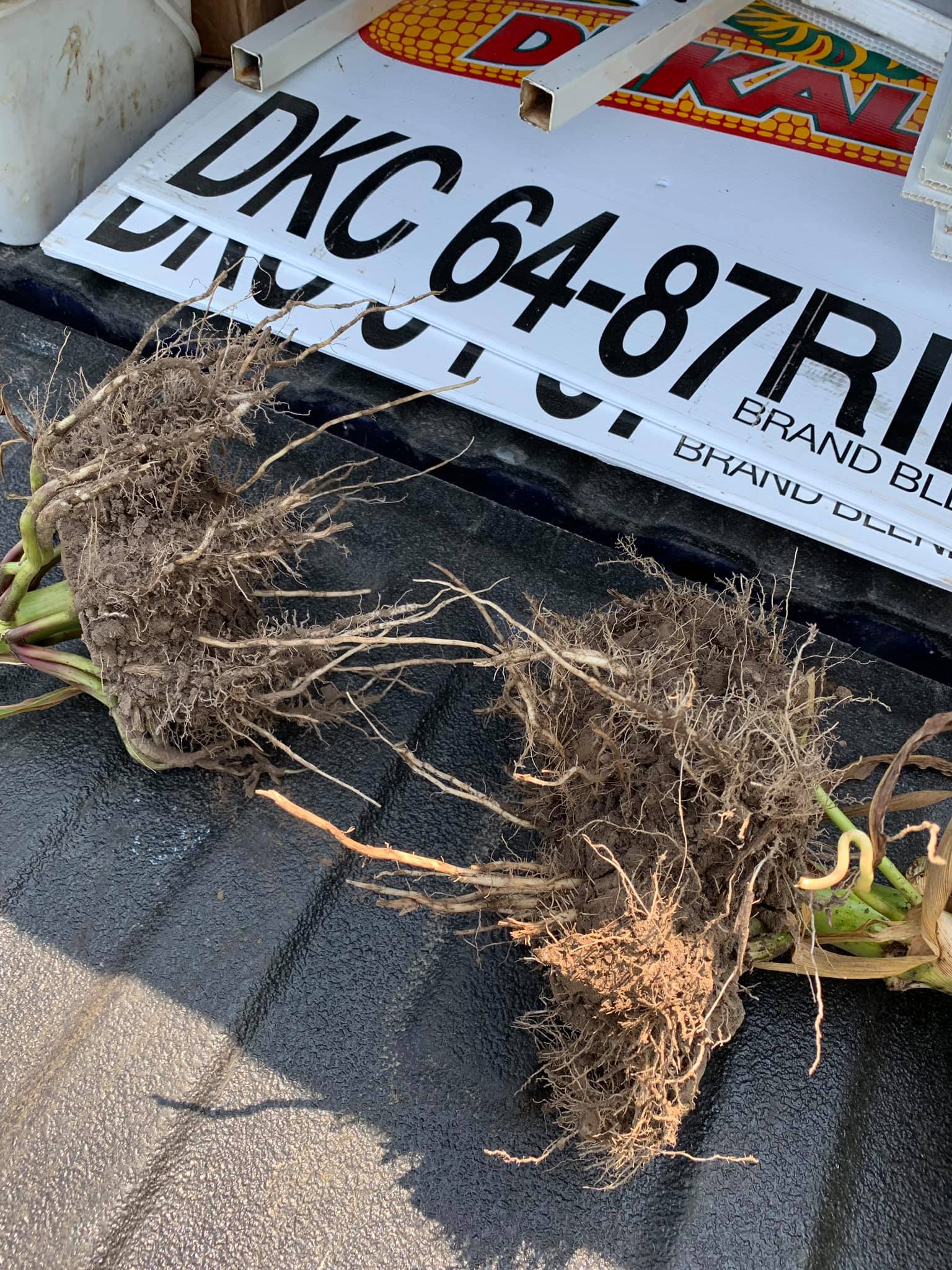 It’s not very easy to dig up roots and... - Martz-Spears Seed