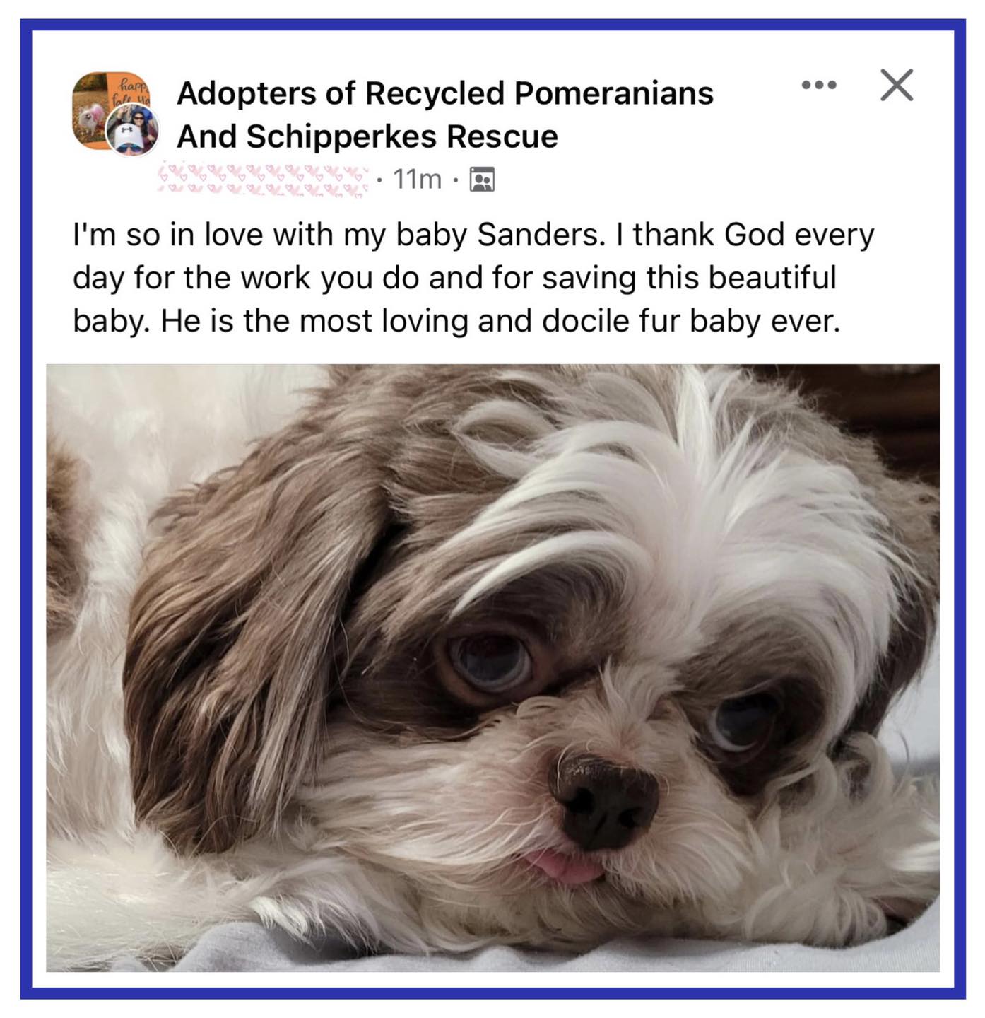 プルートlove We at Recycled Pomeranians and Schipperkes Rescue are so dedicated