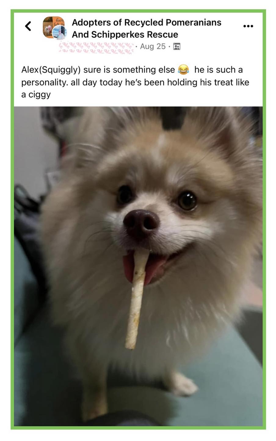 We at Recycled Pomeranians and Schipperkes Rescue are so dedicated