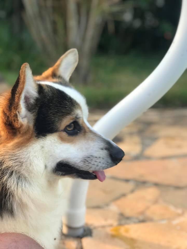 Pets Mimados - Pets Mimados added a new photo.