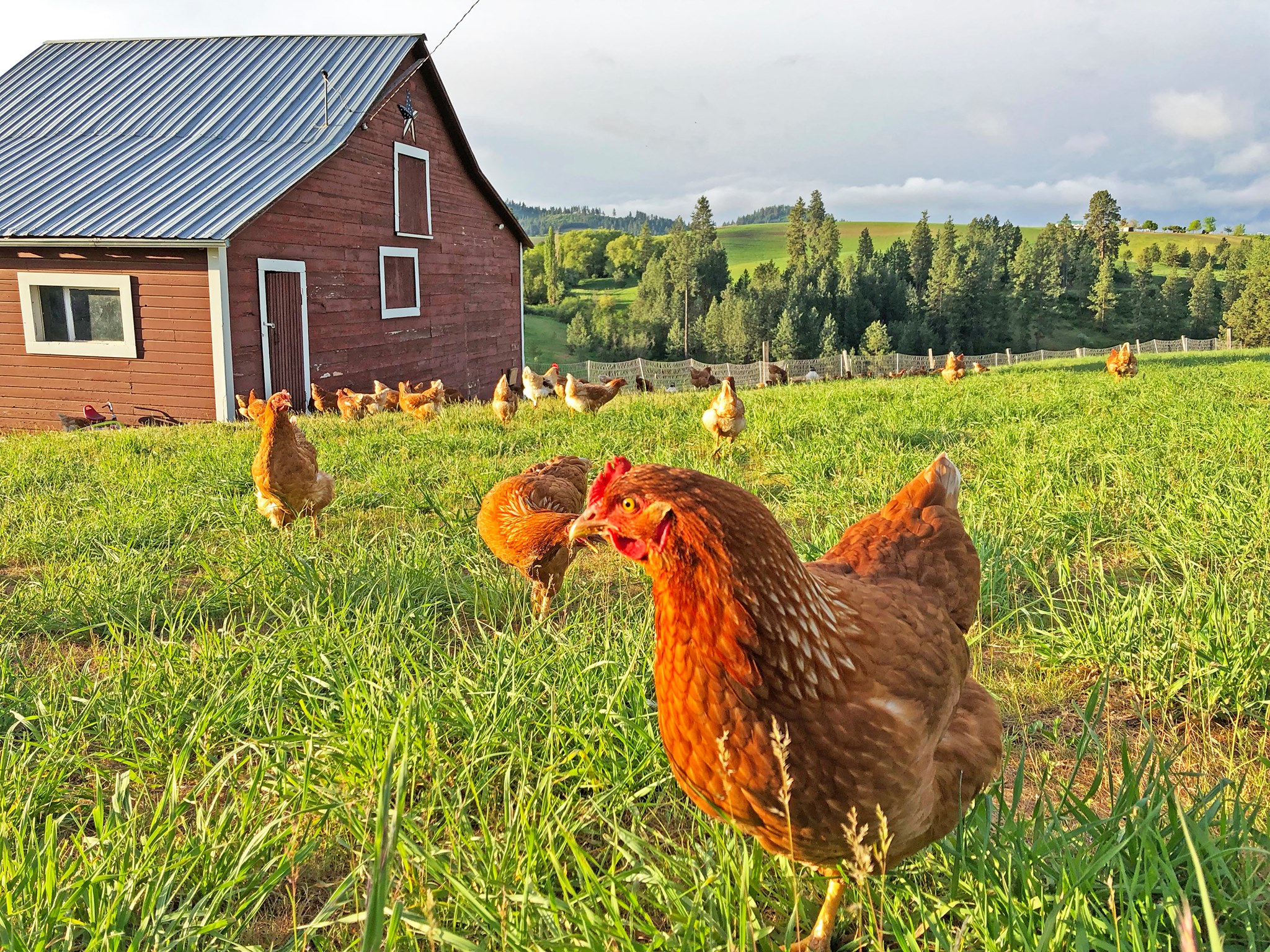 Black Ridge Farms