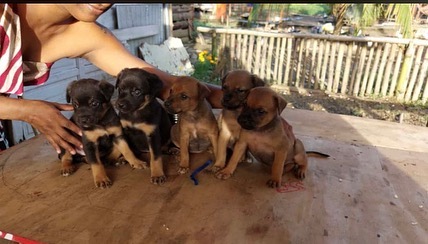 Rottweiler mixed Puppies... - Ariel’s Aquarium & Pet Supplies