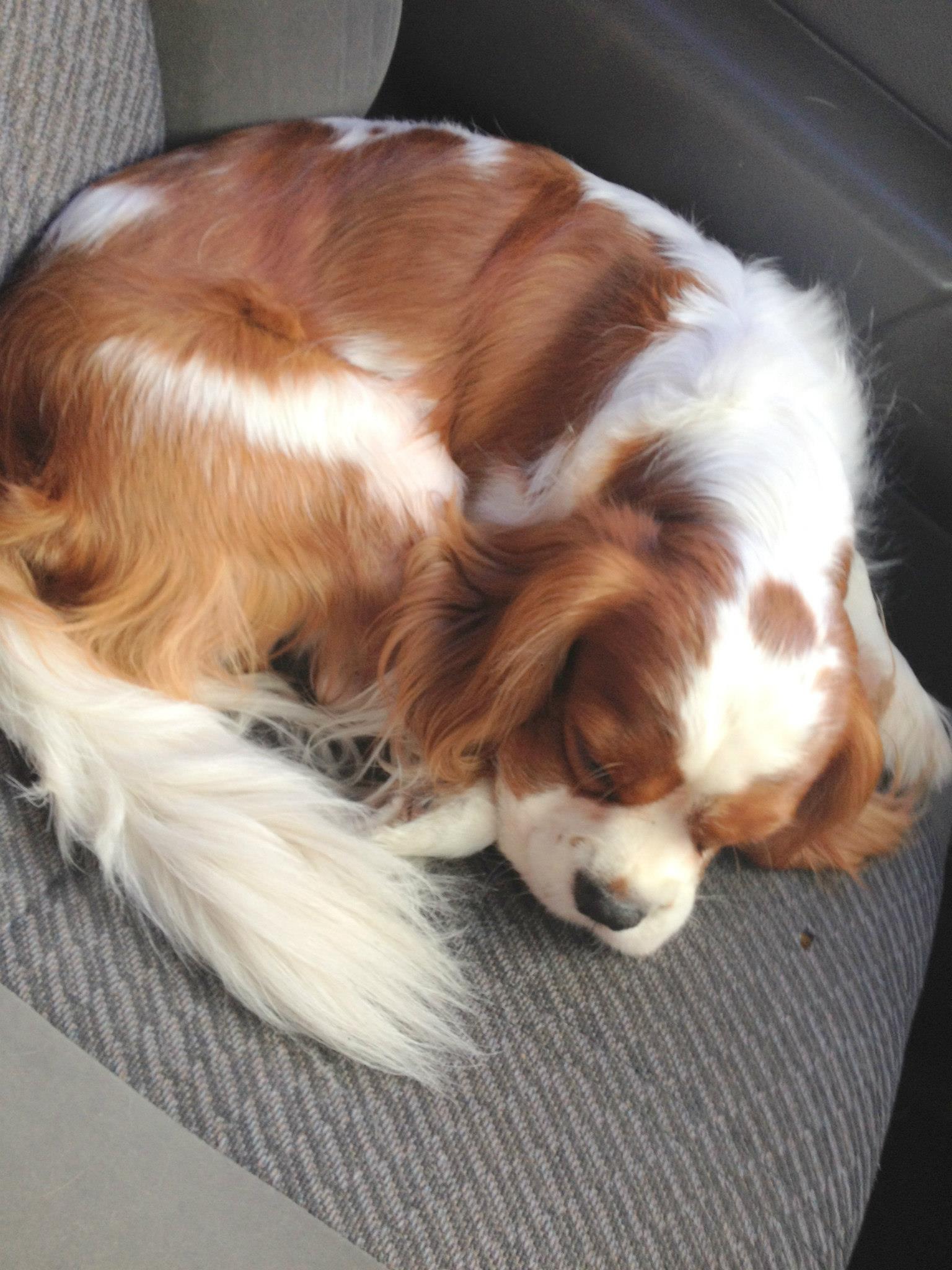 Please Find This Jb Missing Dog Cash Reward 小狗不见了 奖金寻赏 Name Sumo Age 3 Sex Male Size 30cm X 50cm Colour Brown And White Brown Spot On Top Of Head