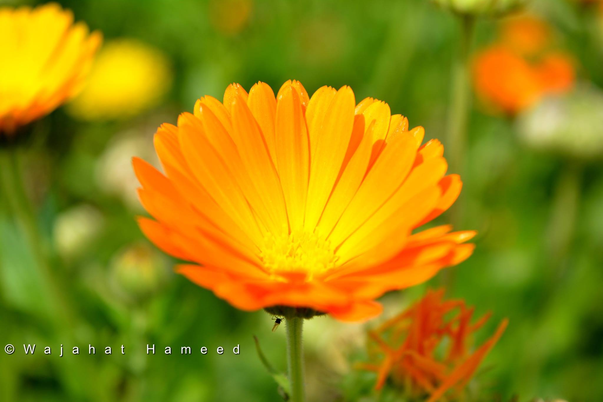 © Usama Rafiq The Great Wall of China - Nature Through Lens