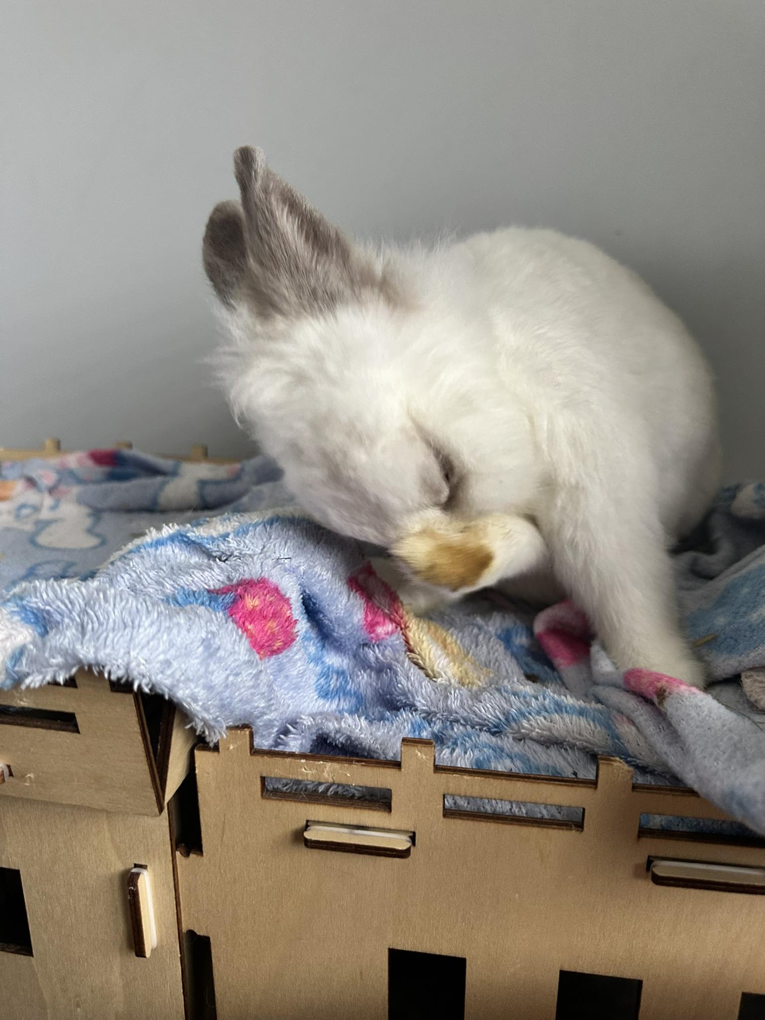 How to remove stubborn stains from a rabbit