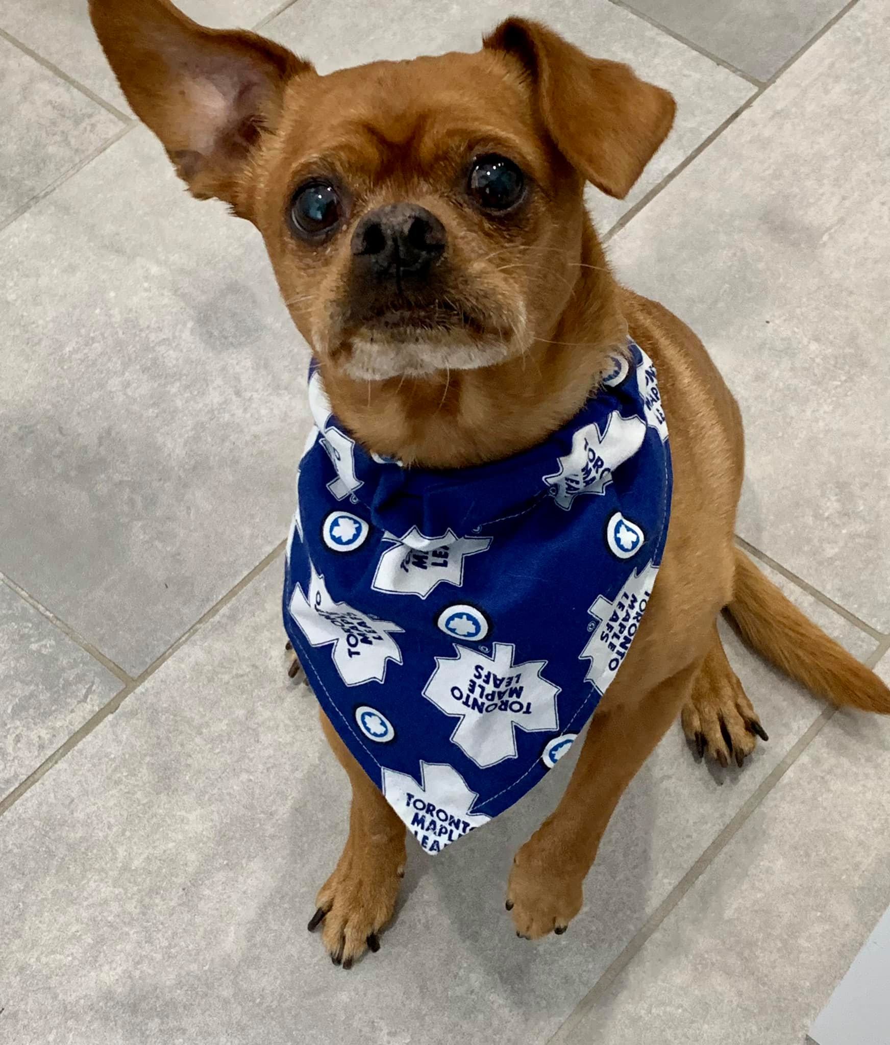 PUPDATE: Hello Helping Paws Rescue,... - Helping Paws Rescue | Facebook