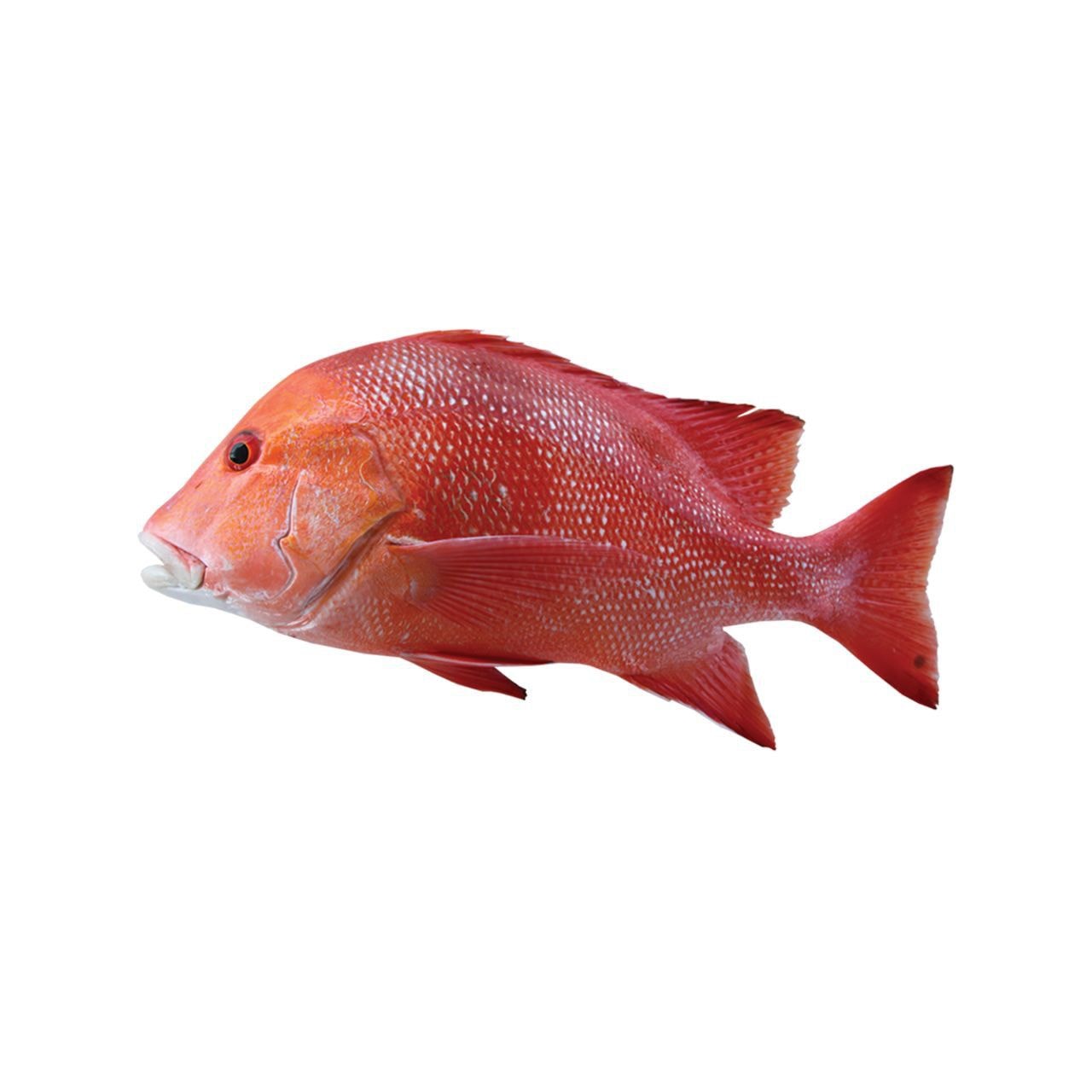 Junction Fisheries | Karachi
