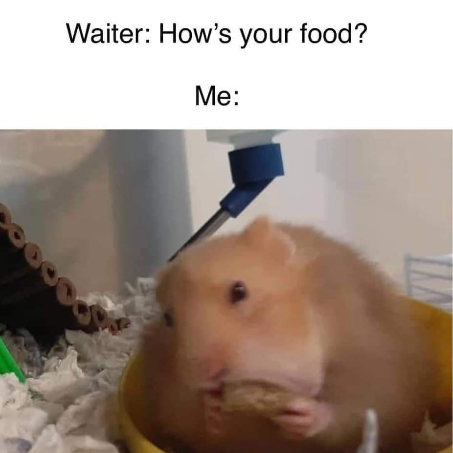 MEME MONDAY 💕 . . . . #guineapig... - Boggle And Brux Rescue