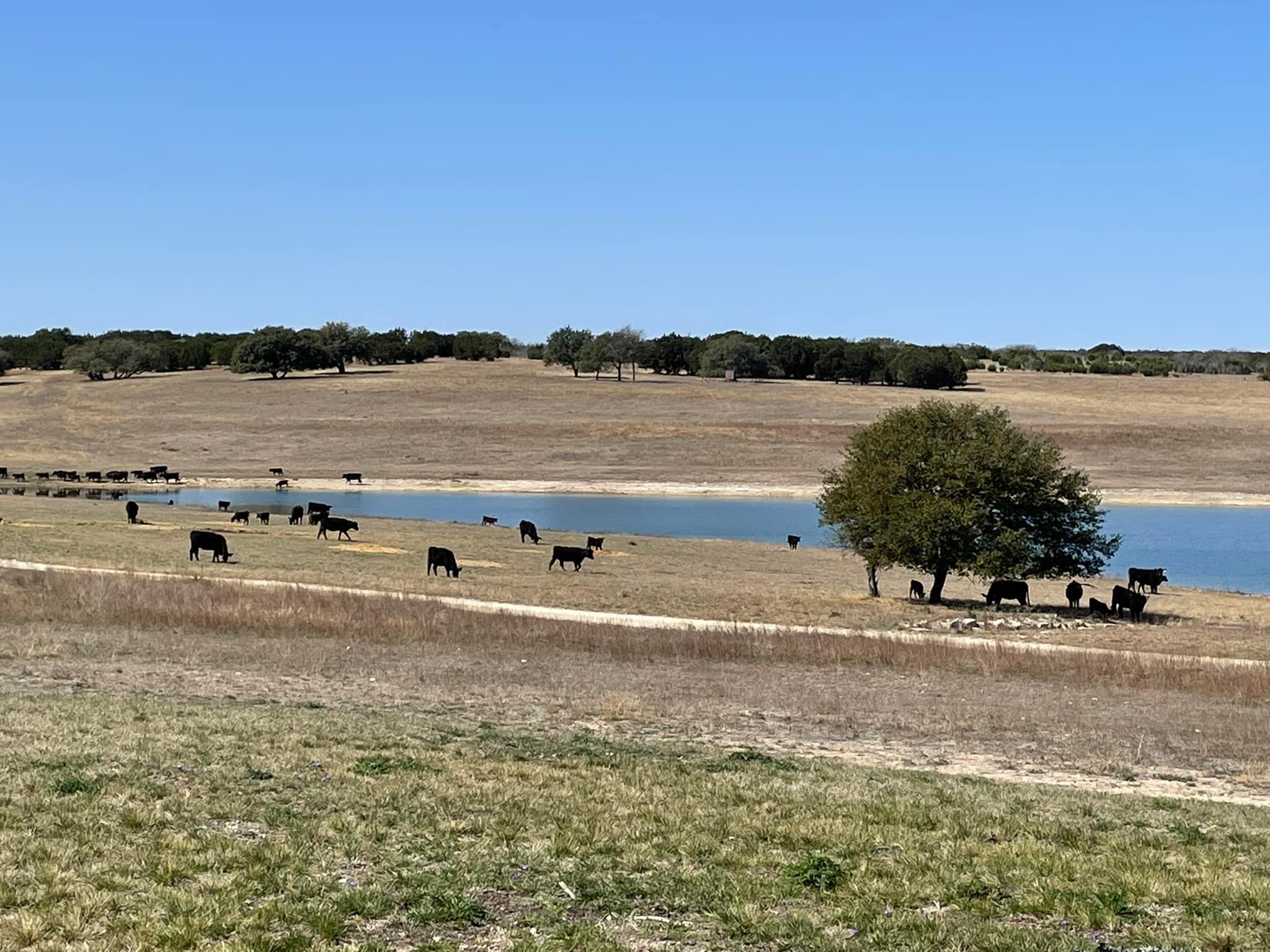 XXL Ranches, Ltd | Bertram TX