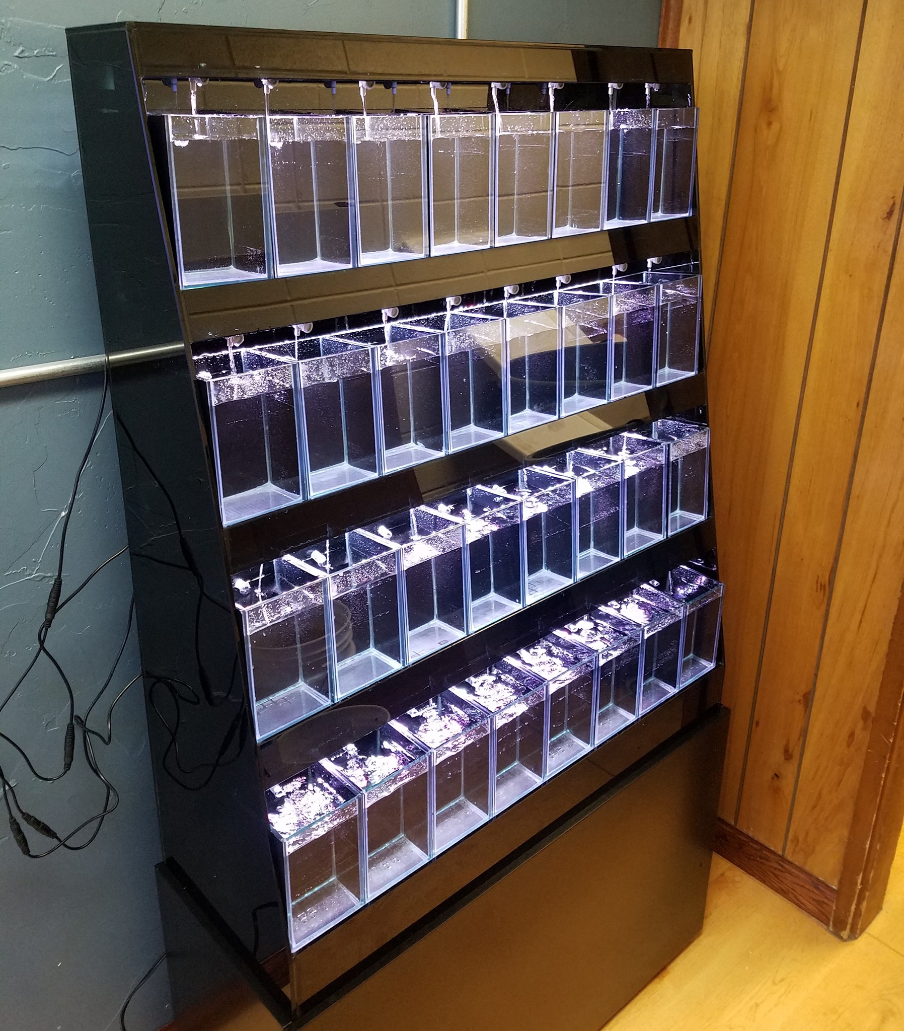 One betta/invert system is up... - Treasure State Aquariums | Facebook