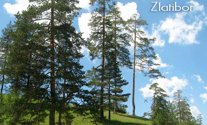 Zlatiborski MELEM ZA RANE i opekotine | Užice