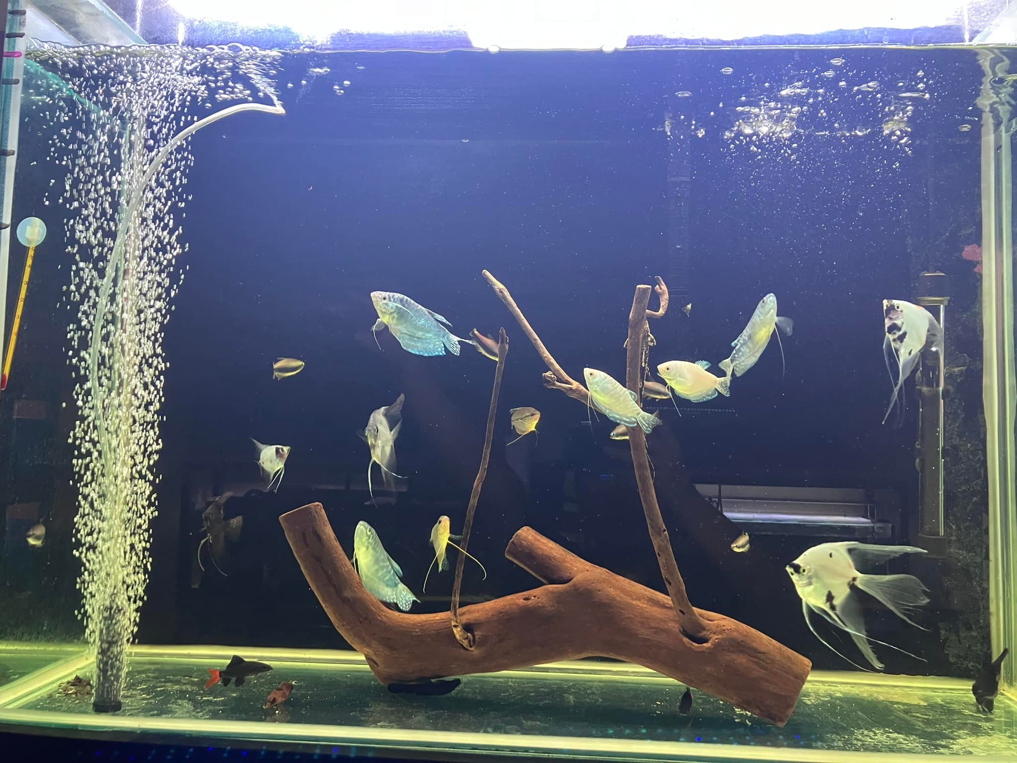 Fish Point