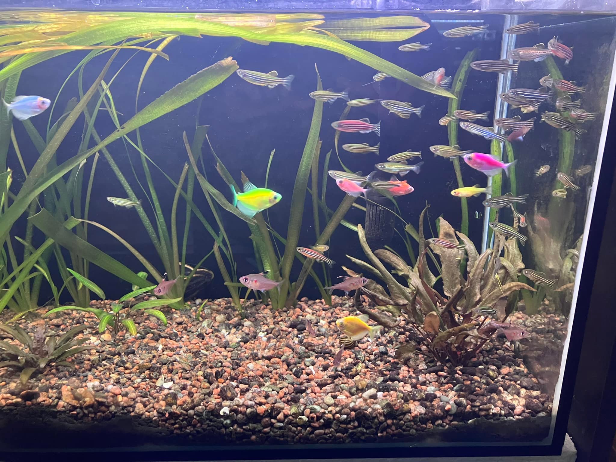 Fish Point