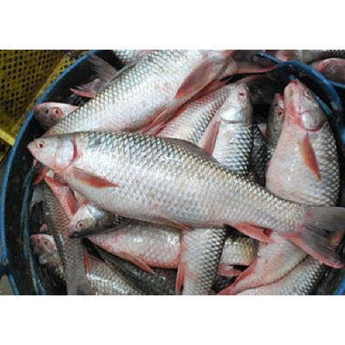 Hilal Fish Dealer