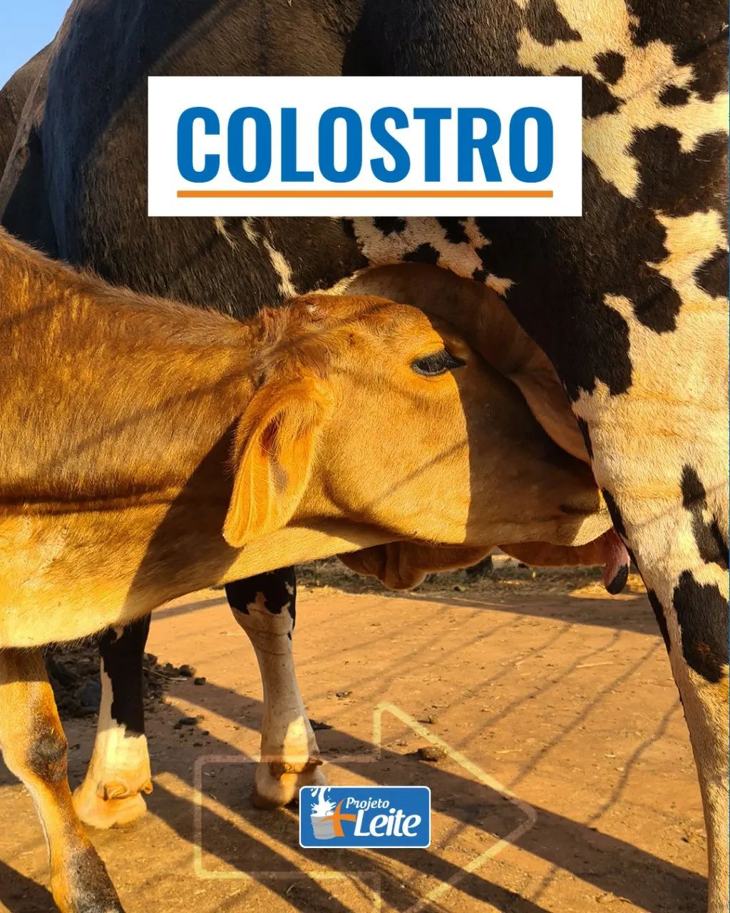 O colostro é o primeiro leite... - Nutrimais Jardim Alegre/PR | Facebook
