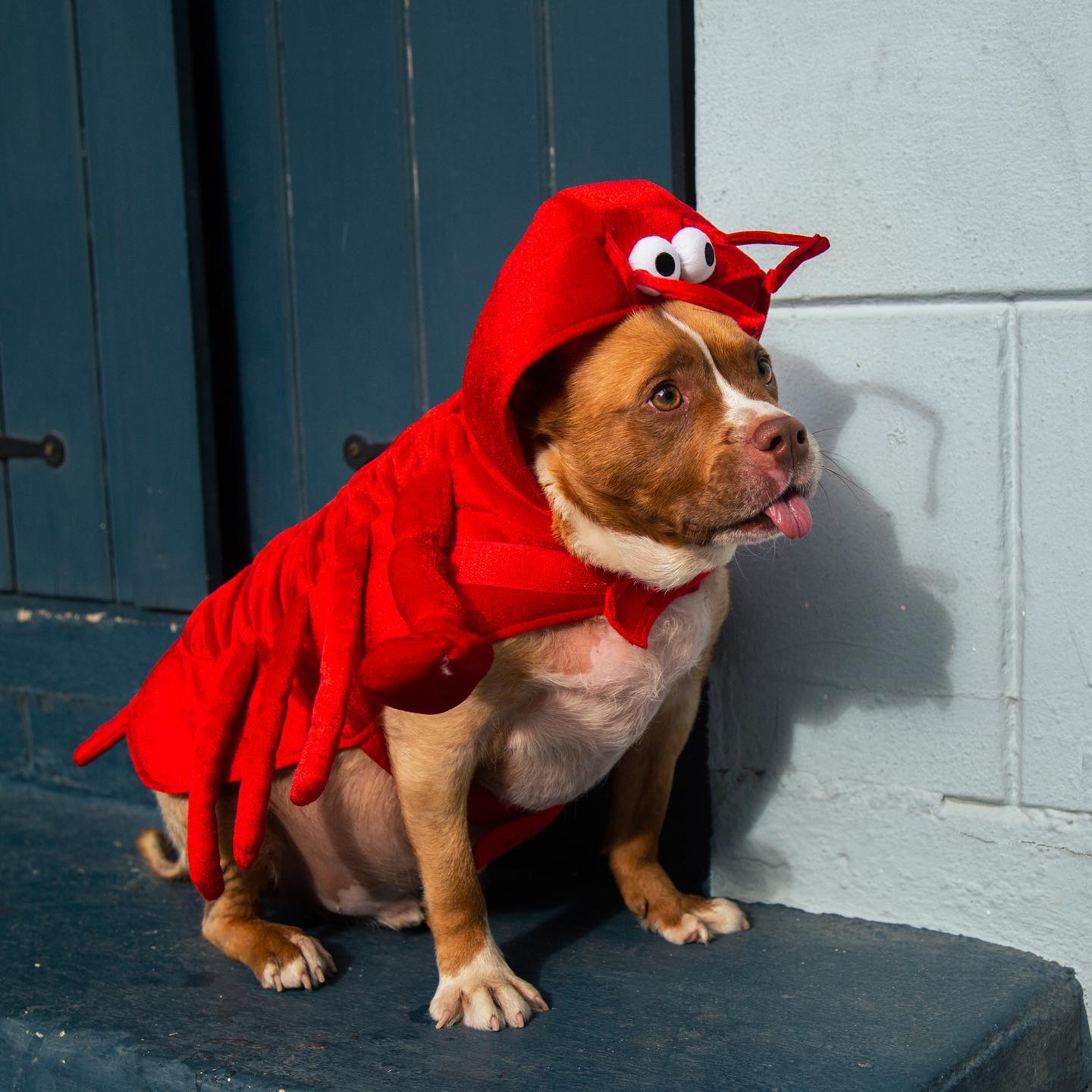 Pet Krewe - A new meaning to Lobster Roll 🦞 #petkrewe