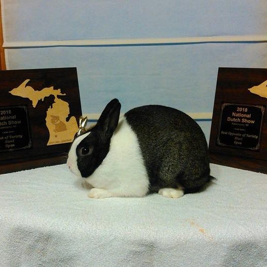 Ohio State Dutch Rabbit... - Ohio State Dutch Rabbit Club