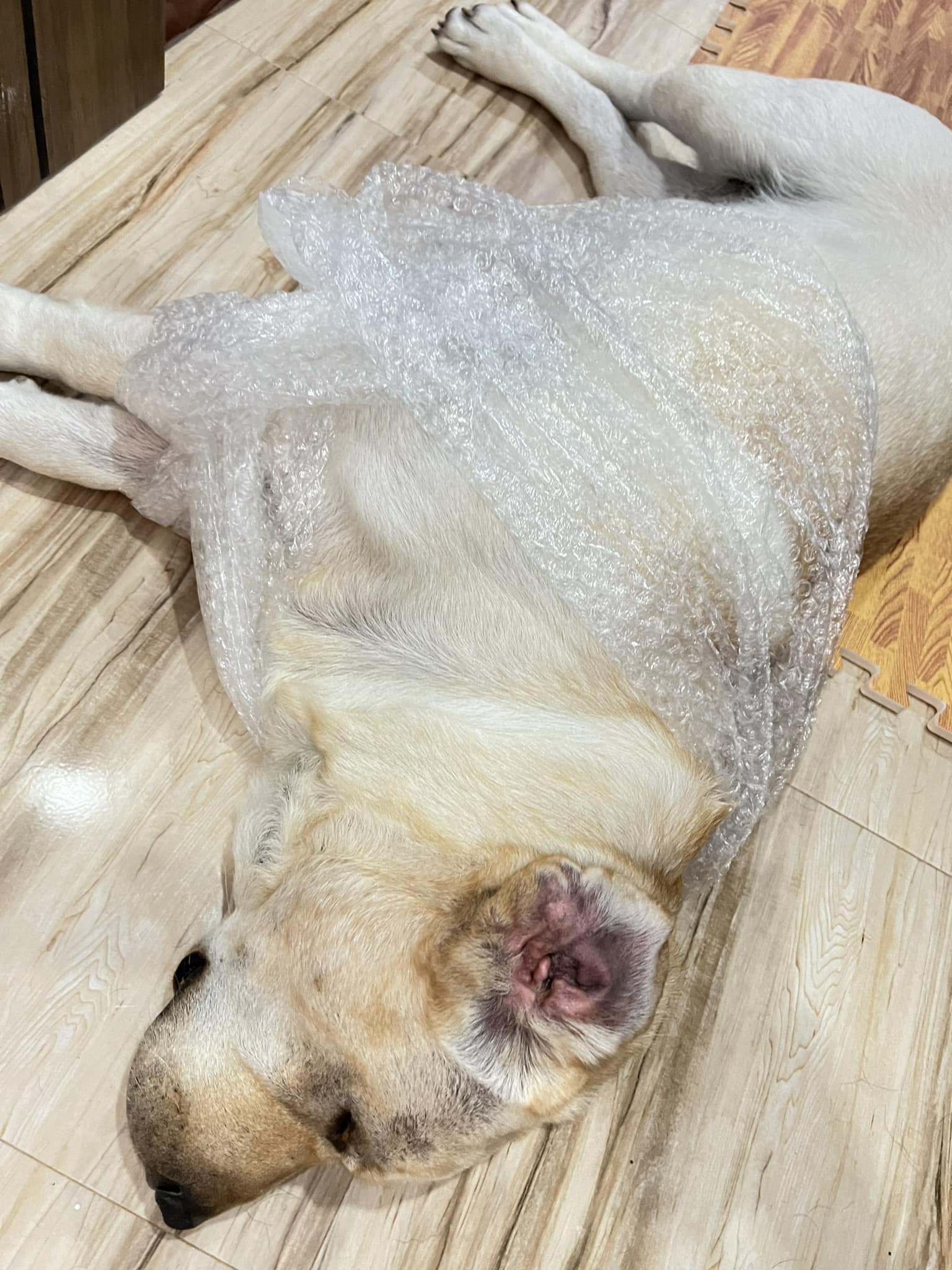 ห่อกันกระแทก เดียวไขมันกระแทก... - Dobby Bambii labrador | Facebook