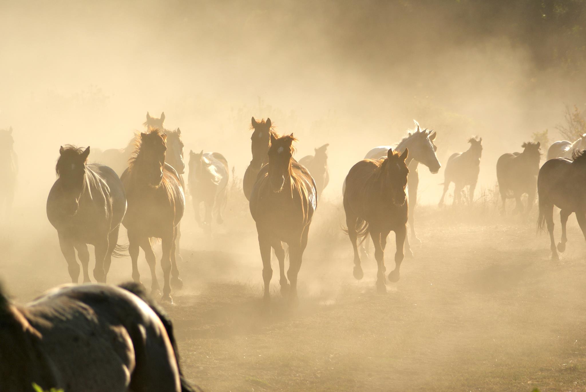 Saddle up for a unique winter... - Snake River Ranch | Facebook