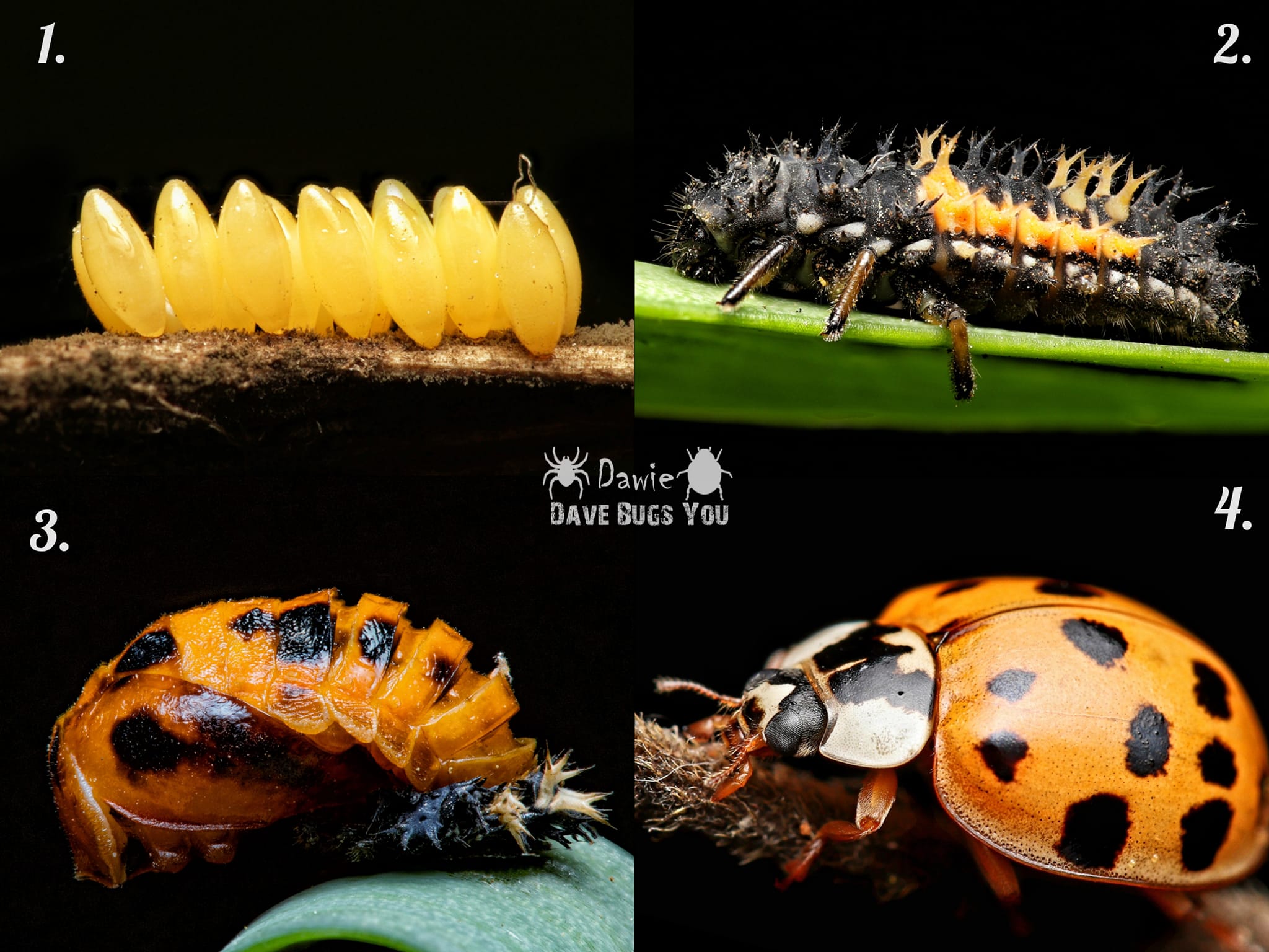 Ugandan Flower Beetle, (Mecynorrhina torquata ssp. ugandensis) I