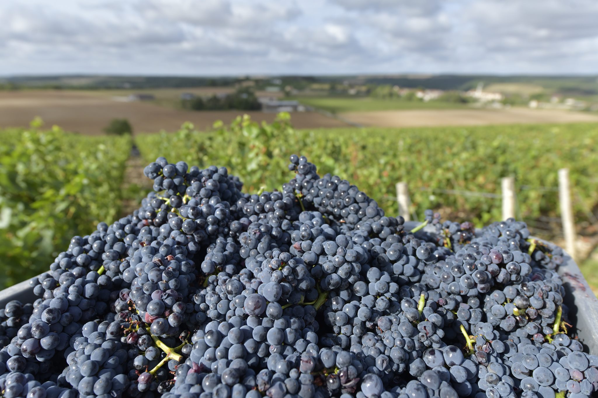 Domaine Pierre Rousseau | Molesme