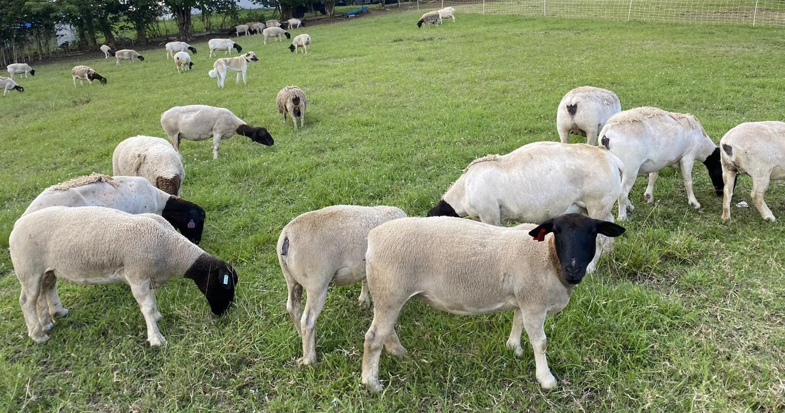 C&C RANCH
