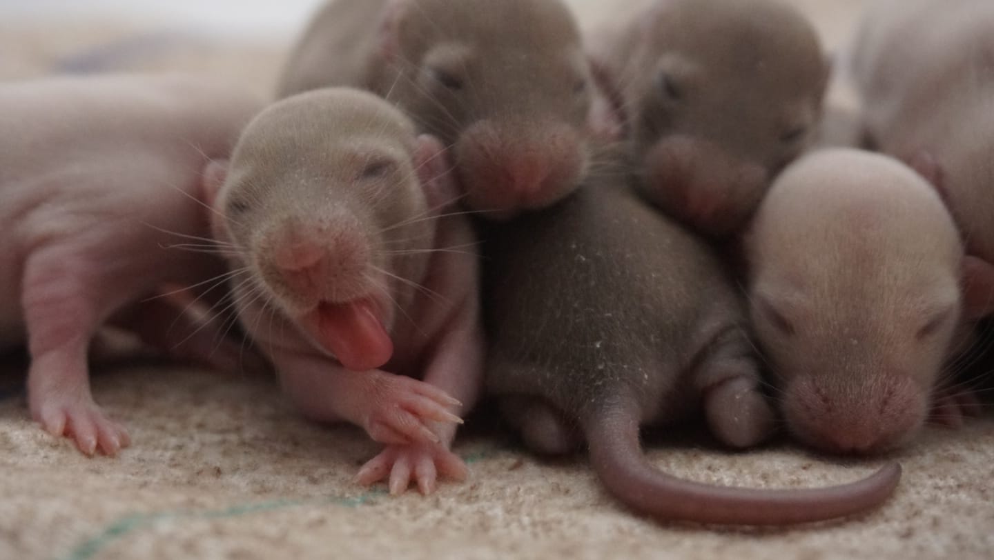 Wolf Rats - Bub 1 | Facebook