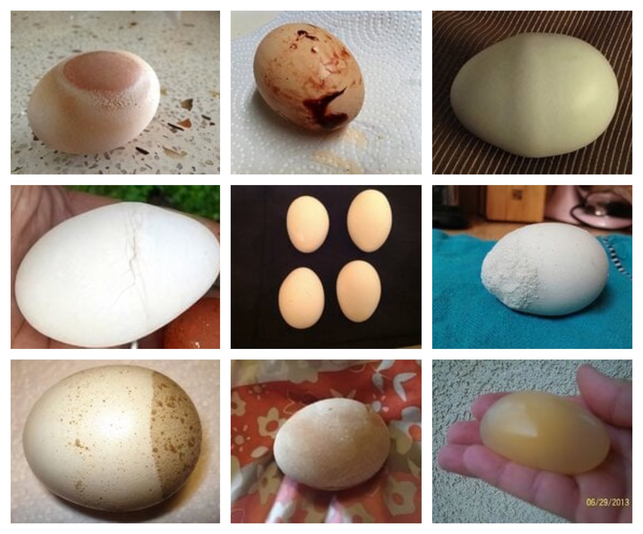 Common Egg Problems in Layer... - Agribusiness Media | Facebook
