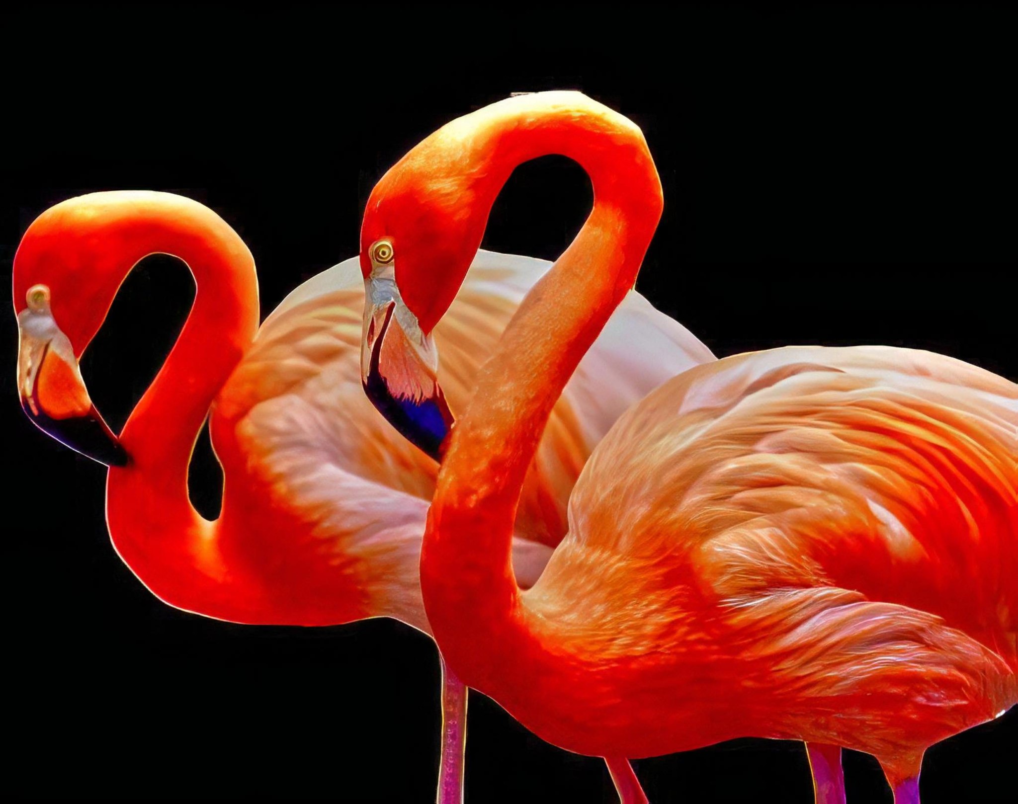 Flamingo fun facts Friday! 🦩🦩 🦩: There are six species of