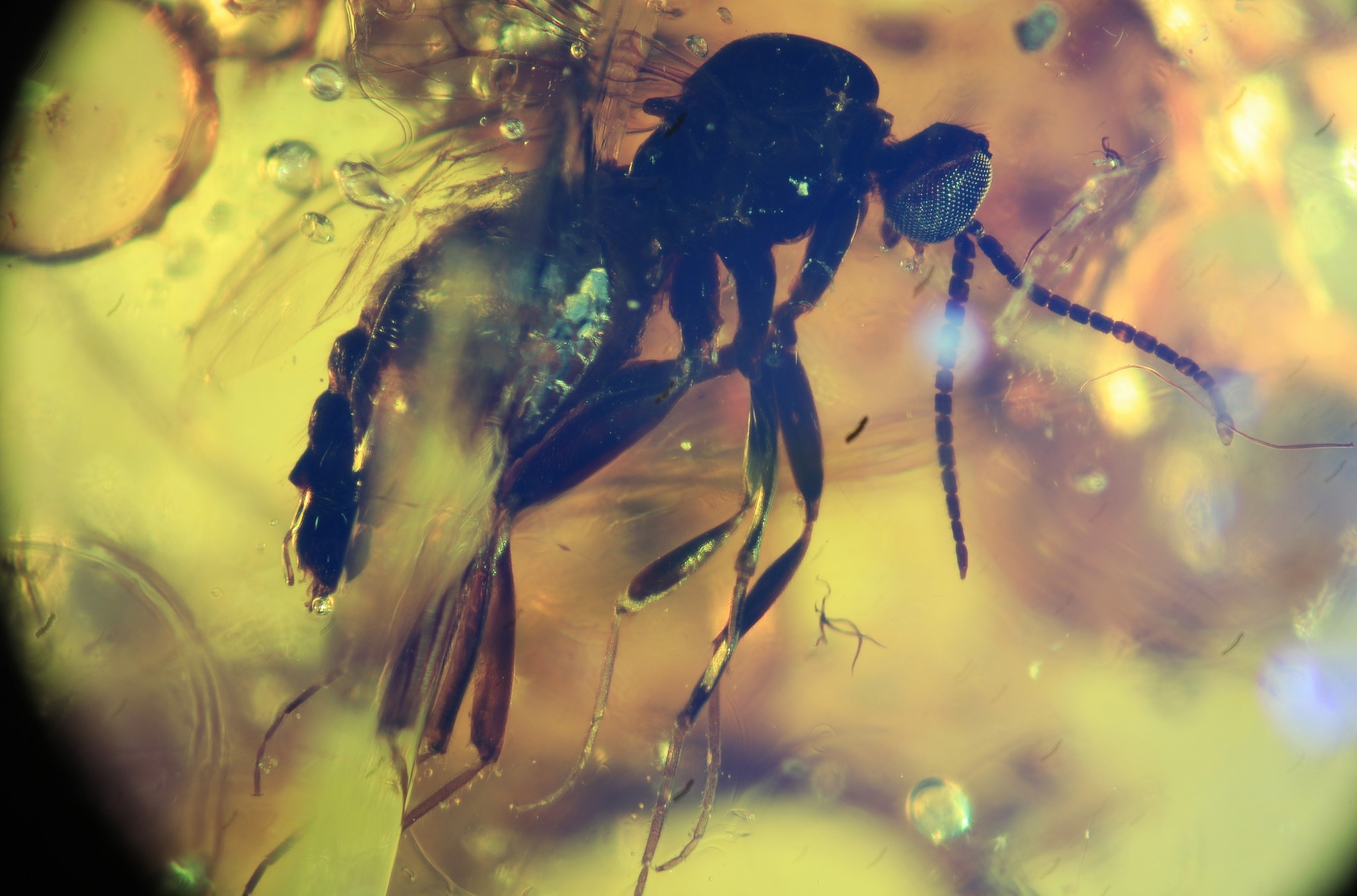 FossilBucket - 🌟 Discover a 99-Million-Year-Old Insect...