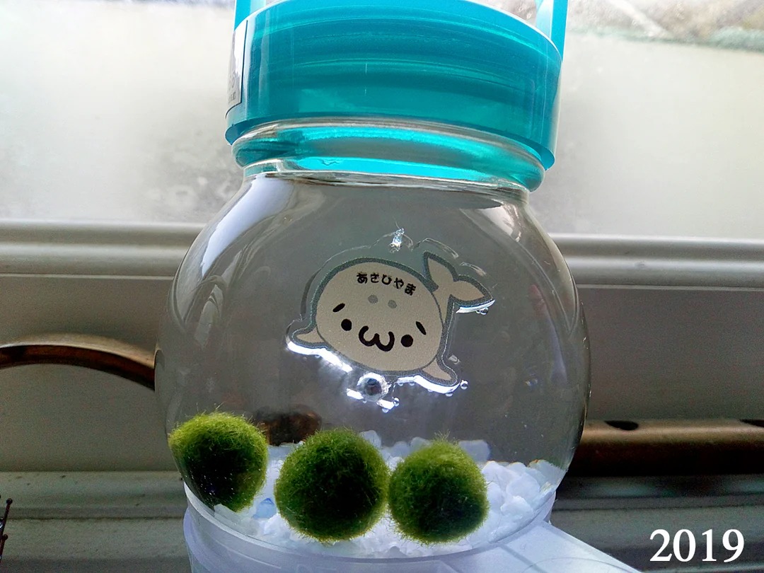 💚 まりもの雫 Marimo no Shizuku — Marimo Droplet I've created my