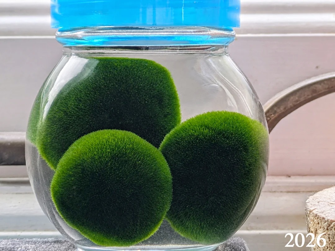 💚 まりもの雫 Marimo no Shizuku — Marimo Droplet I've created my