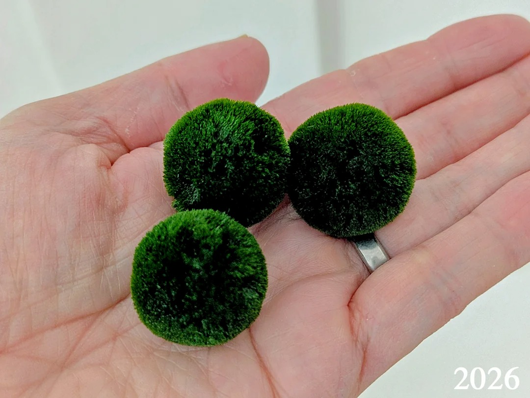 💚 まりもの雫 Marimo no Shizuku — Marimo Droplet I've created my