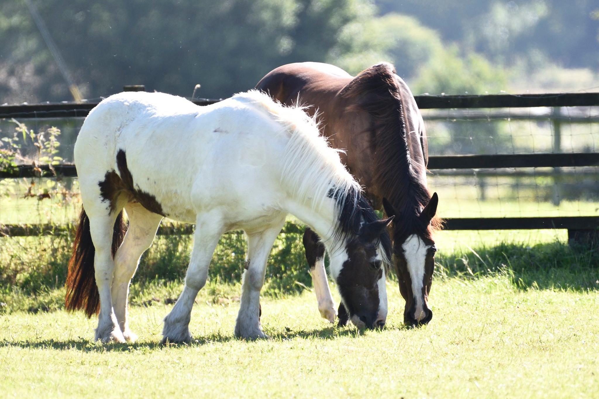 Equine Thoughts - 👋🏼🥳 WOW. BIG R+ NEWS ~It’s been a whole while! Hello ...