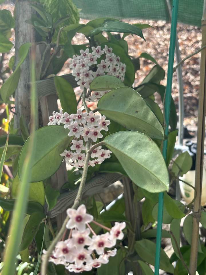 Hoya Inflata 💐💐💐