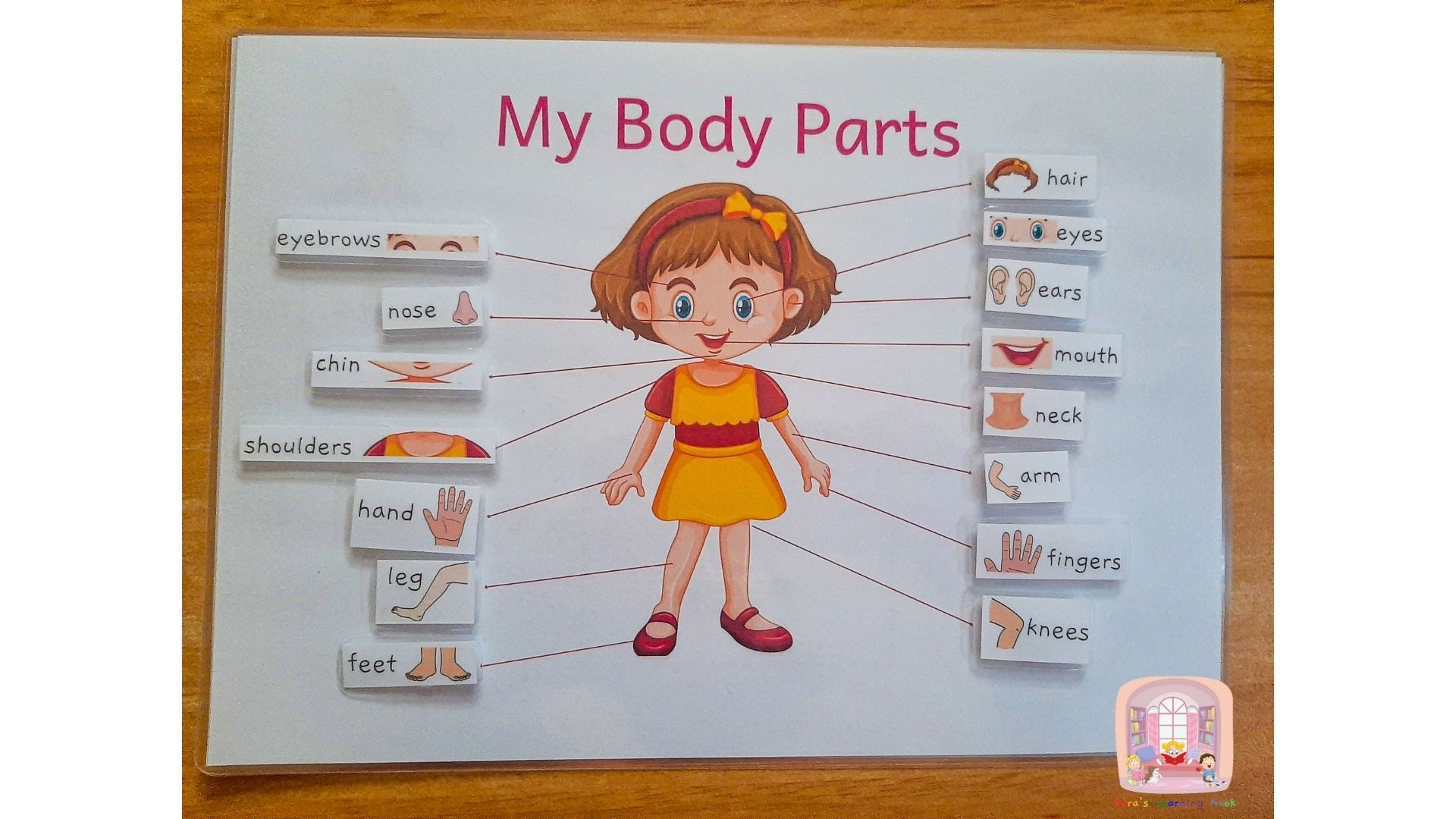 Human Body Parts Laminated Activity... - Edra's Learning Nook