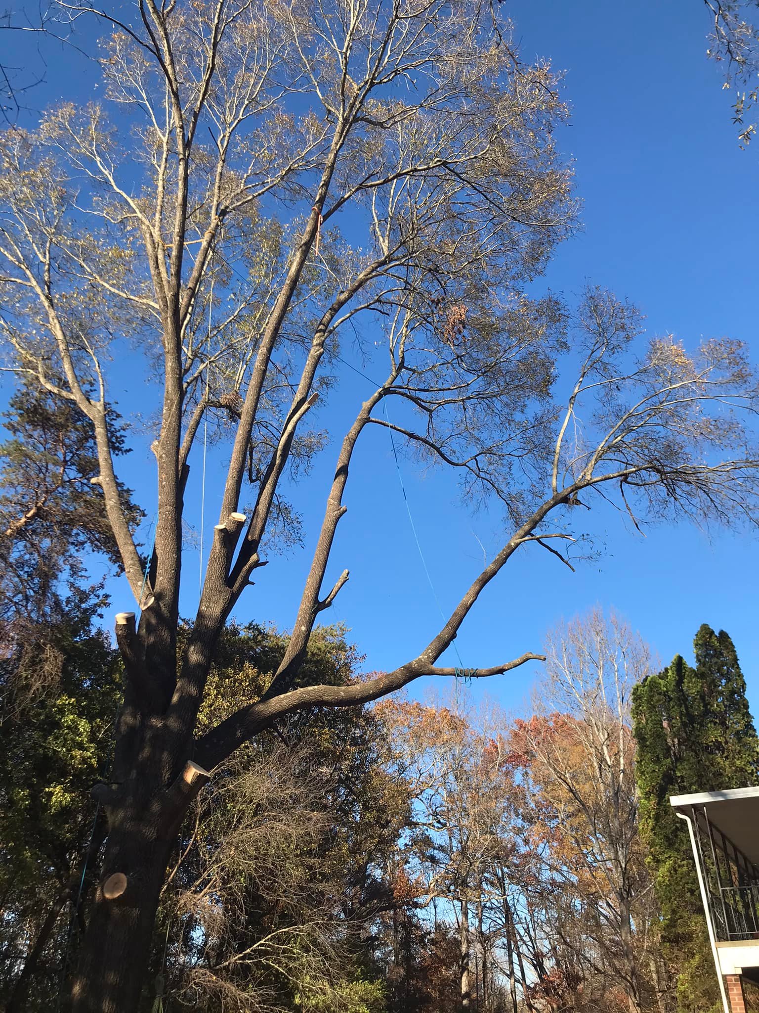 Highline Tree Service LLC - Home