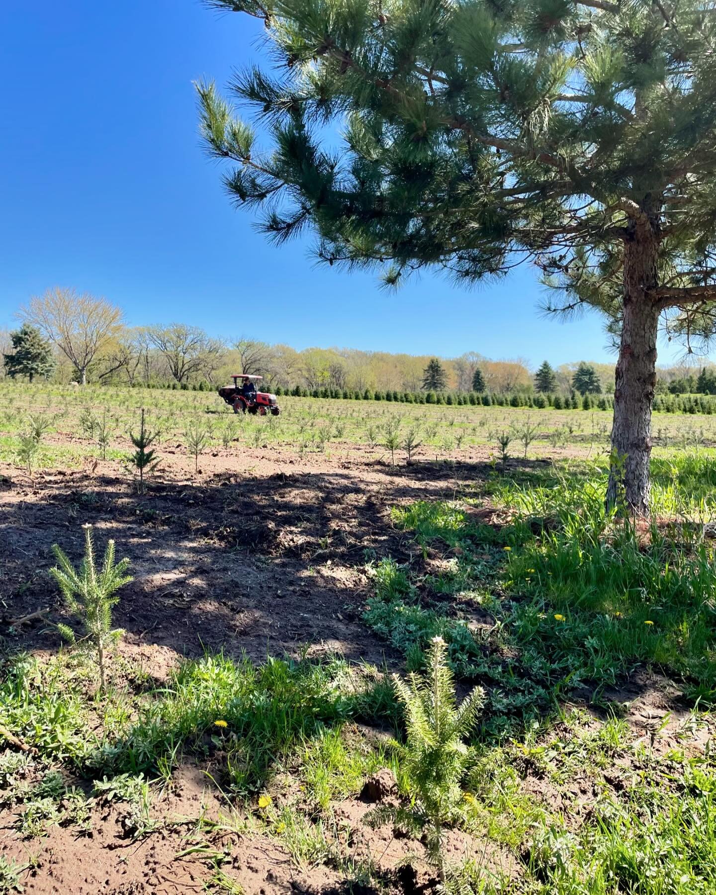 Krueger's Christmas Tree Farm | Lake Elmo MN